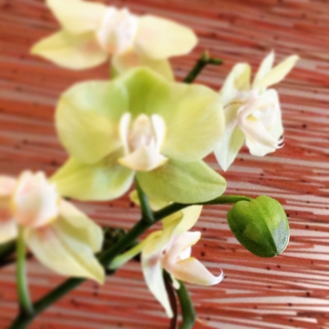 Springing into Spring