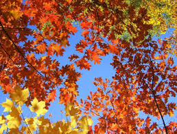 Impressions of Autumn