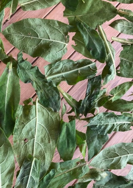Summer Abundance – Herbs & Their Healing