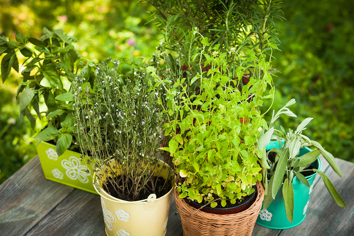 A Bounty of Herbs!