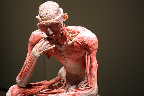 Understanding Fascia