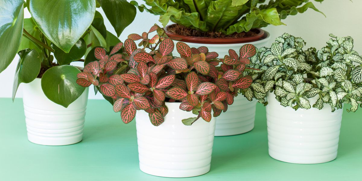 Houseplants Keep You Healthy!