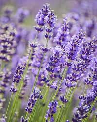 Let Lavender In!