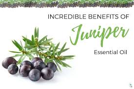 Juniper Essential Oil