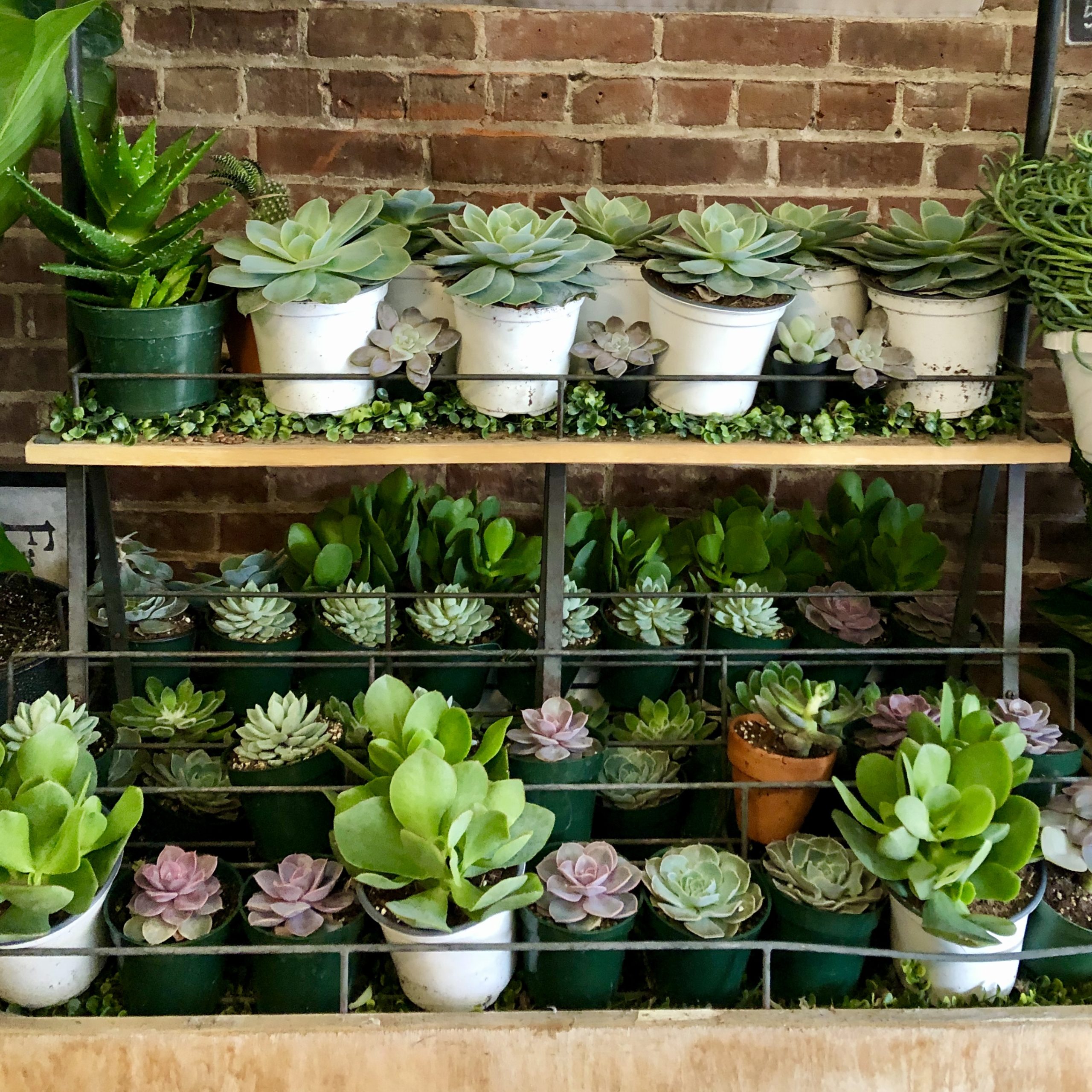 Plants For Beginners—And For Those Who Need Some Love
