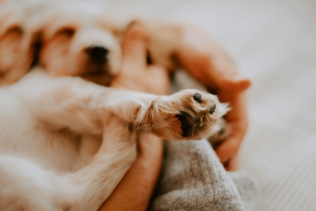 The Cruelest Kindness: Letting Go of a Beloved Pet